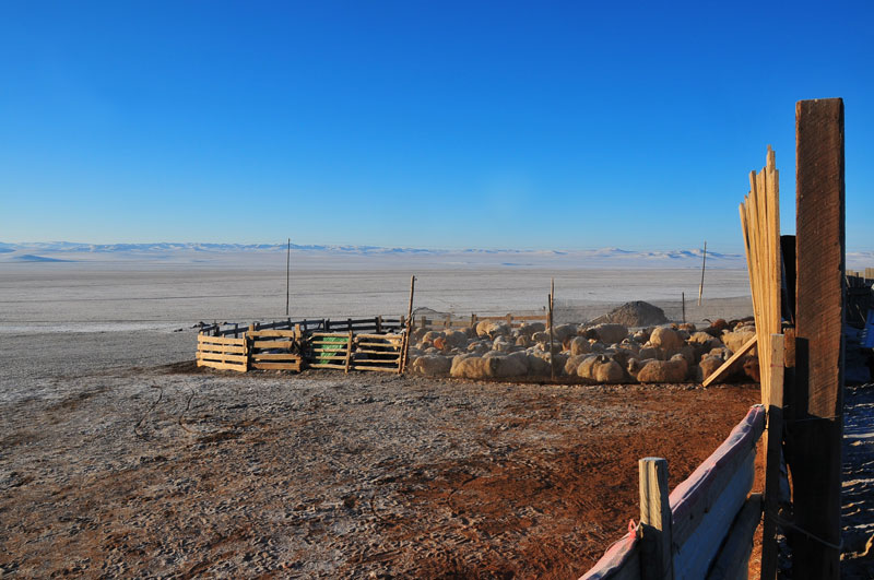 Mongolie